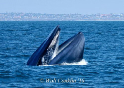 Blue Whale breach feeding off Redondo Beach submarine canyon by Walt Conklin 